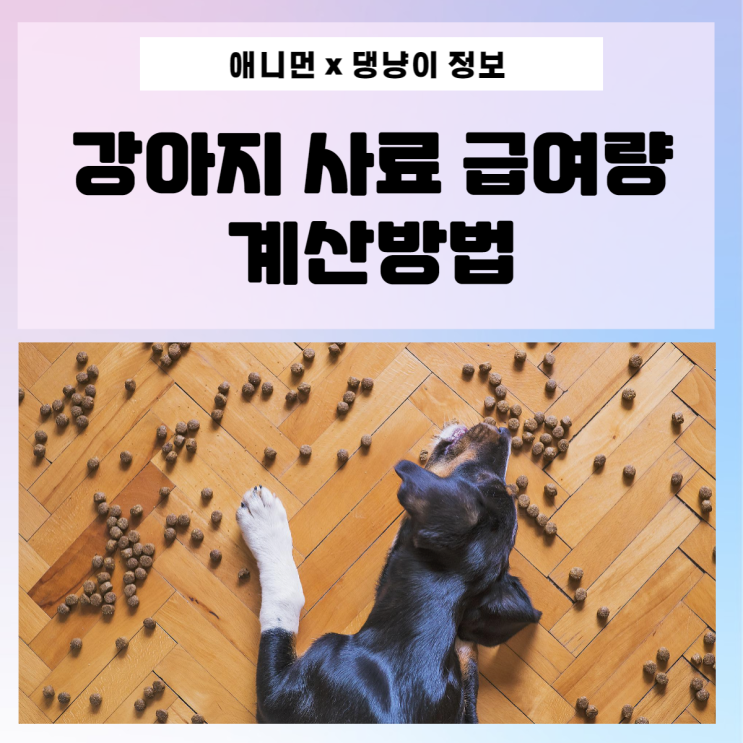 [댕냥이 정보] 강아지 사료 하루에 얼마나 줘야 할까? (계산 방법, 급여 횟수)