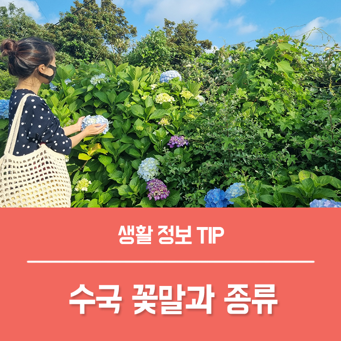 수국 꽃말 키우기 수국 종류 댄스파티 별수국, 만화경, 장미, 팝콘수국 구분하기