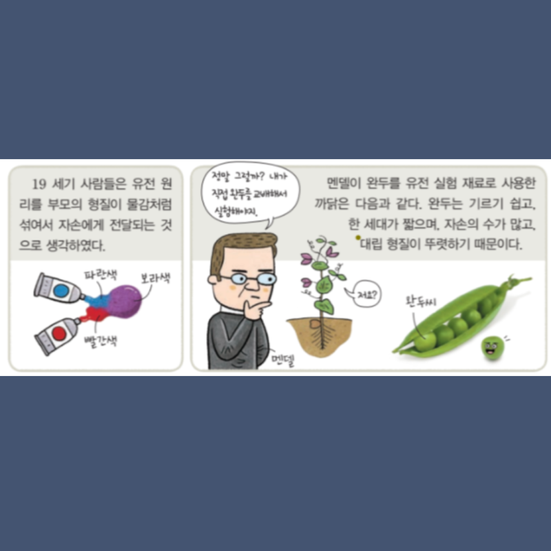 멘델의 유전 법칙 완두콩 실험과정 우열의법칙 분리의법칙 독립의법칙 특징 결과 : 네이버 블로그