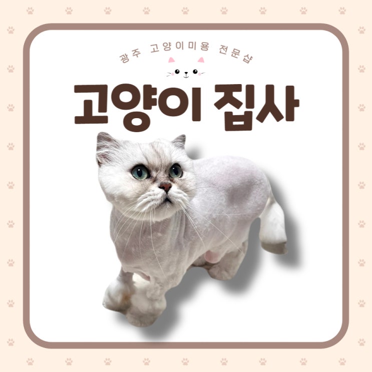  광주 고양이 무마취 미용 '고양이 집사' 노령묘 미용도 안전하게!