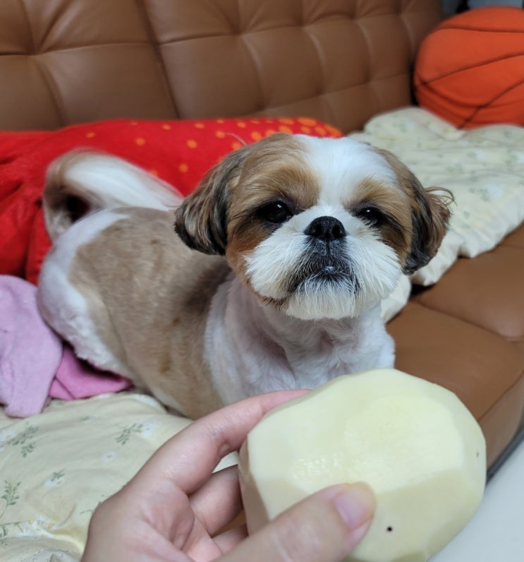  강아지 감자 주의사항(삶은 감자, 생감자, 감자튀김)