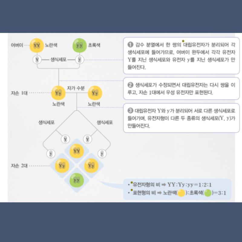 멘델의 유전 법칙 완두콩 실험과정 우열의법칙 분리의법칙 독립의법칙 특징 결과 : 네이버 블로그