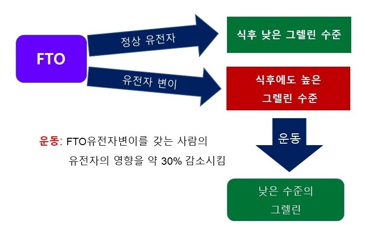  식욕유전자, FTO 유전자 변이와 그렐린(ghrelin)