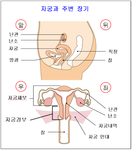 자궁경부암(자궁경부암, 자궁내막암) 원인과 증상 예방 및 치료 간결