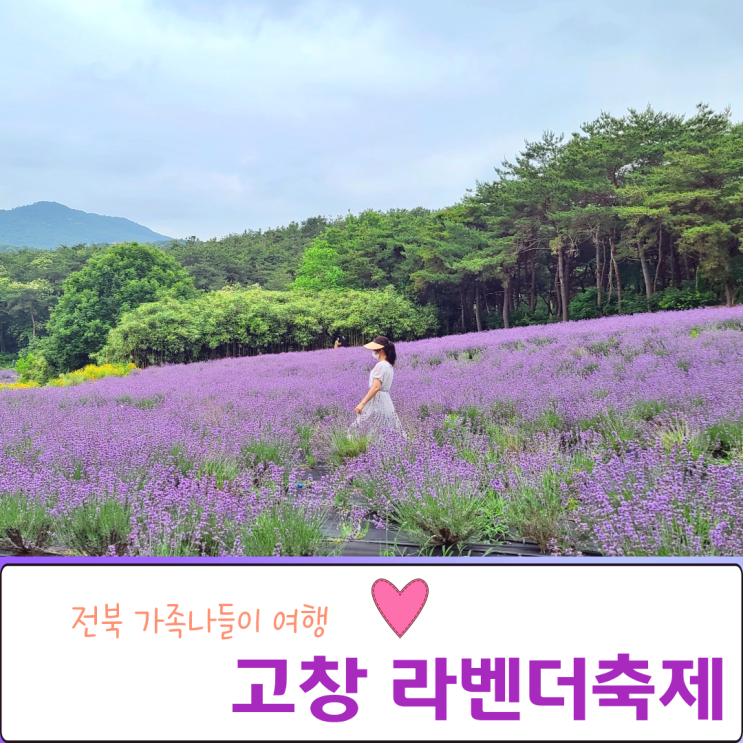  고창 라벤더축제 전북 가족나들이 여행