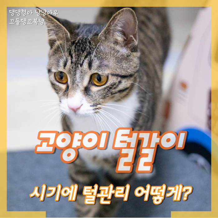  고양이 털갈이 시기 때 털 관리는 어떻게 해야 될까?