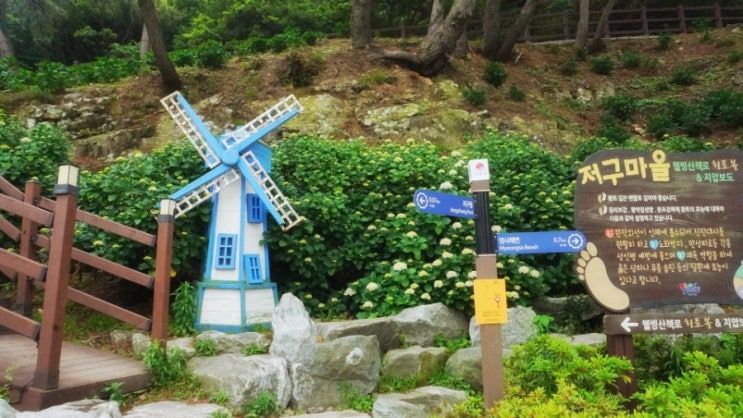  거제 저구항 수국 개화