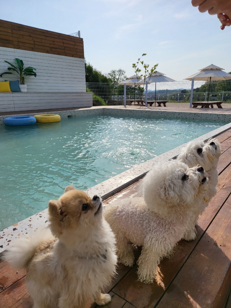 오프리쉬독파크 파주 애견동반 운동장 추천