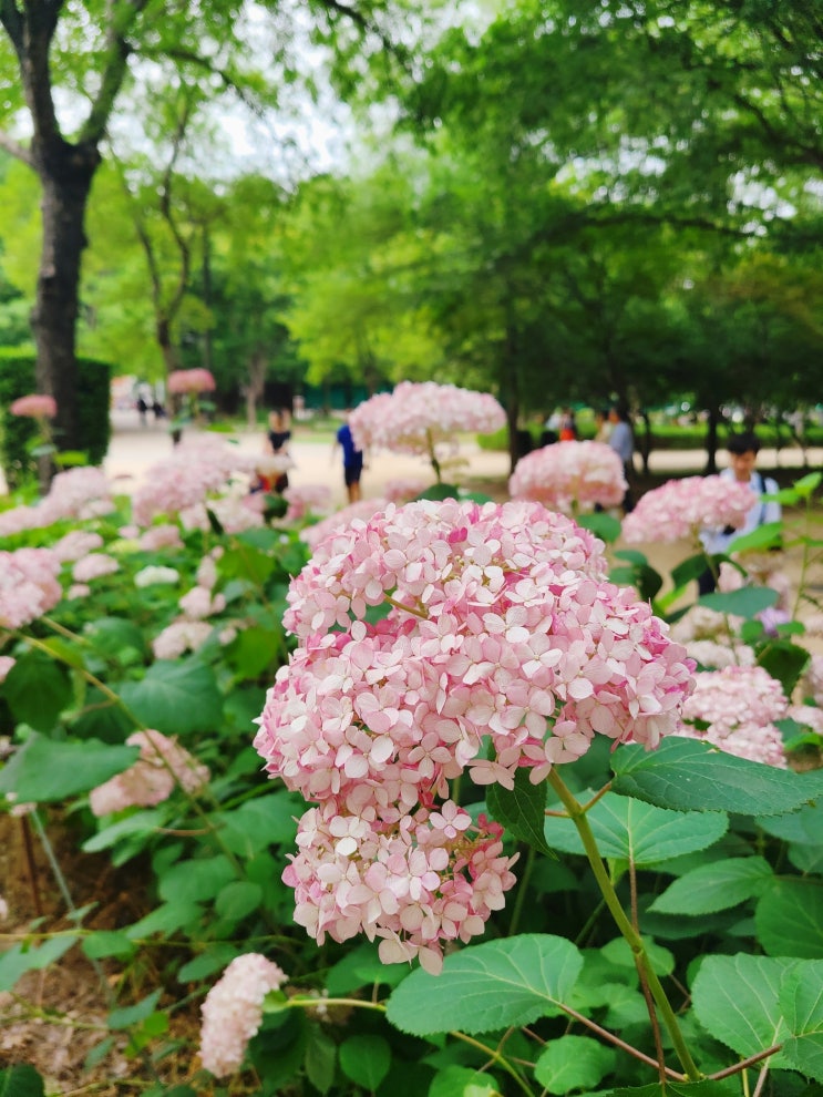  [서울 산책] 22.6.18 서울숲 느린산책의 정원 수국길_실시간 개화 상황_ 수국 with 루드베키아 숨은 명소들