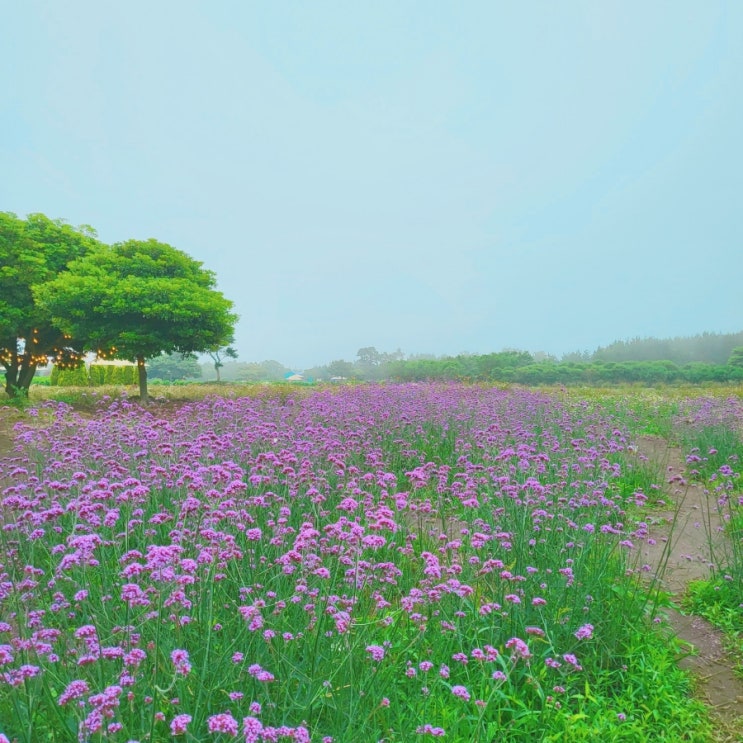  제주도 환상적인 정원에서 차 한 잔  카페 "글렌코"
