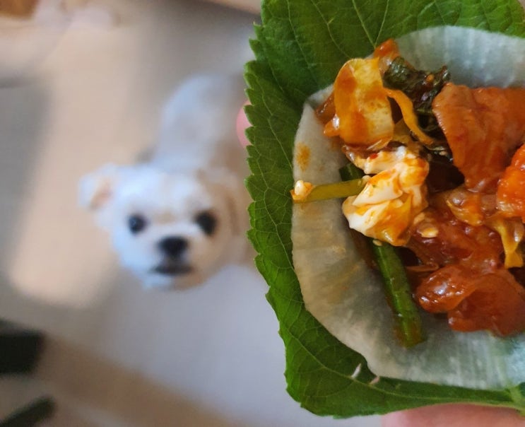  충주 호암동 곱창 맛집 야채곱창을 포장과 배달로 곱깨비 호암점