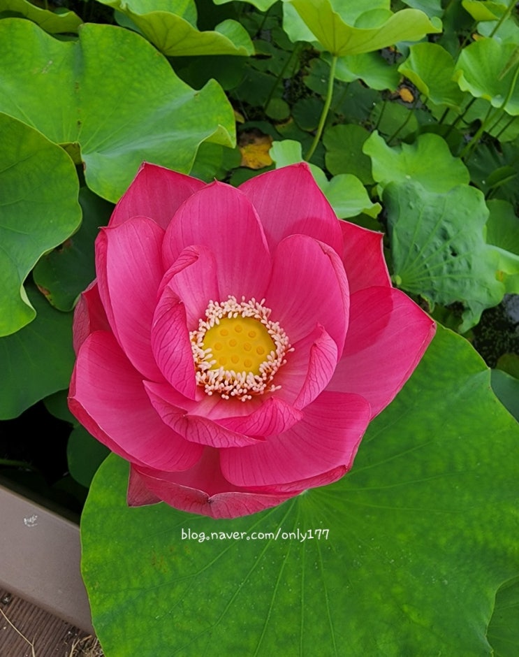  경주 안압지 연꽃 동궁과월지 연꽃현황