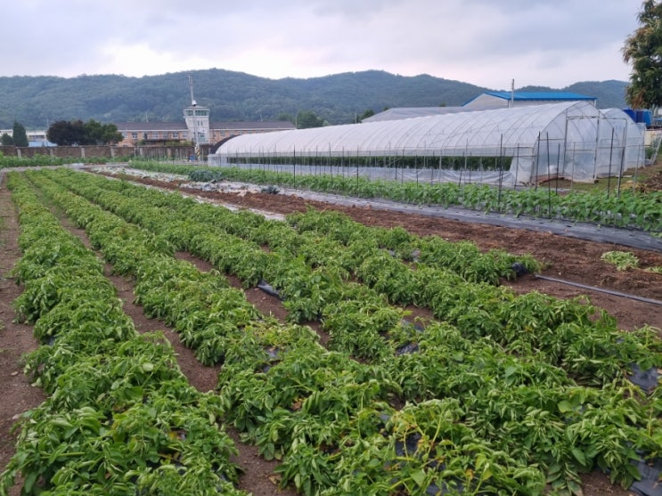  [양주 고기집] 28사단 맛집, 50년째 운영하는 '봉암식당'