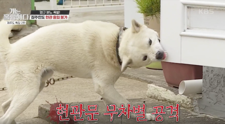 [개는 훌륭하다] 배은망덕견 영구, 집 밖에선 얌전~ 집에만 들어서면 180도 돌변... 난폭해지는 이유는?