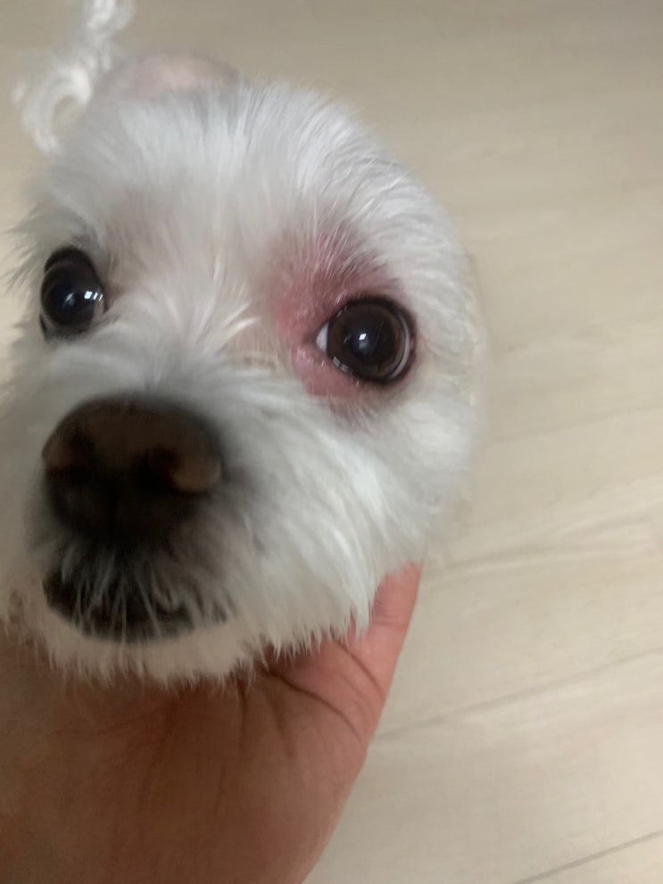  강아지 눈 부음 알러지 알레르기  체리아이 증상 및 원인 치료 방법 기간 진료비용