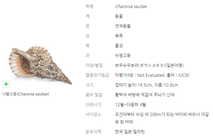  포획금지 멸종위기종 1급인 나팔고둥 잡지 마세요