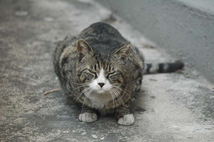  고양이 합사의 위험성