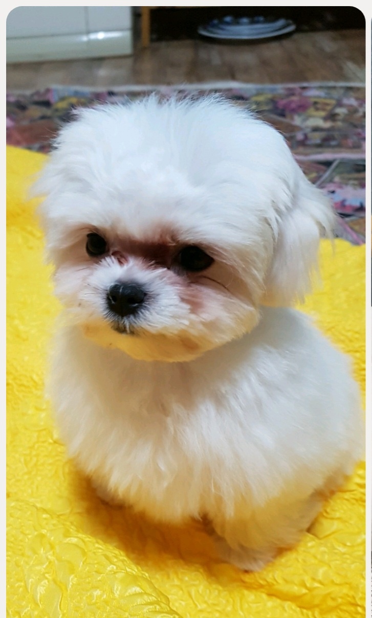  강아지 눈물자국 지우기 보호 뉴트리 냠냠