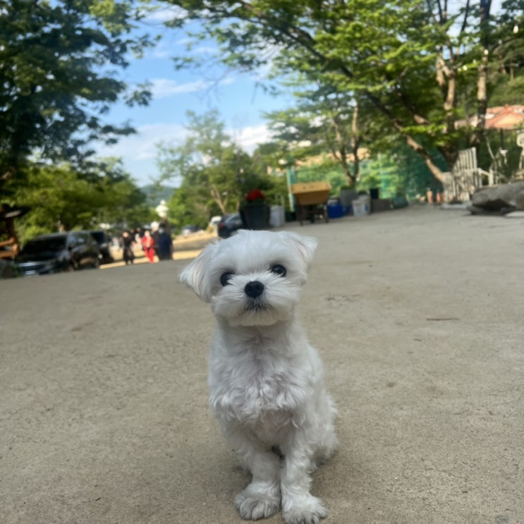  광주애견동반식당(무릉도원)