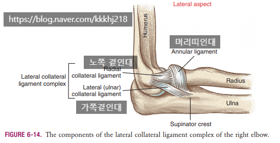  테니스엘보 / 외측상과염을 주로 호발시키는 짧은노쪽손목폄근(ECRB)란?
