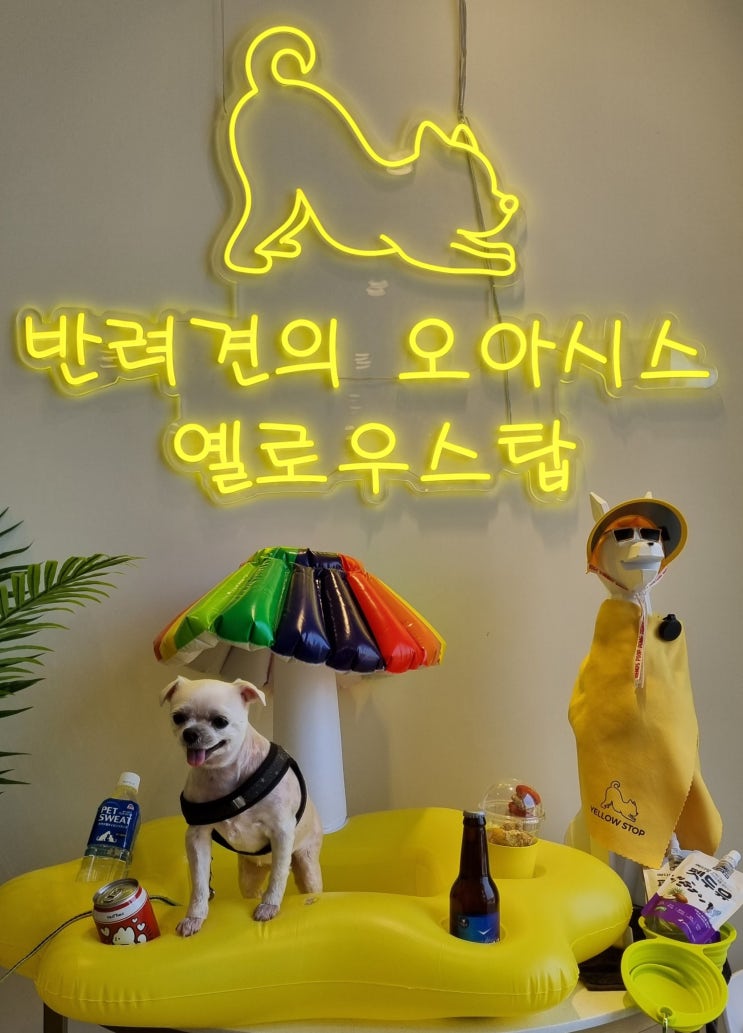  가평휴게소(춘천방향) '옐로우스탑' 애견동반카페 + 반려견놀이터