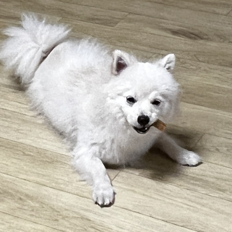  [블챌] 6월 19일~6월 26일 주간일기 (보통의 하루들)