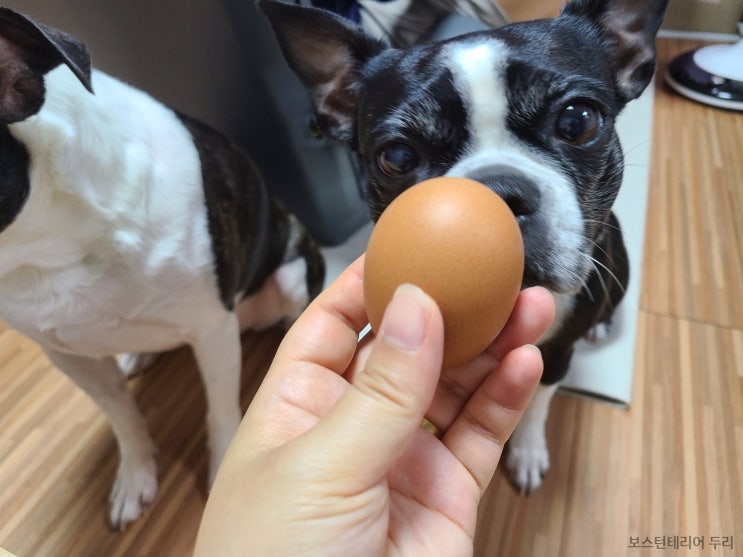 강아지 계란 달걀 효능과 주의사항 알아봐요