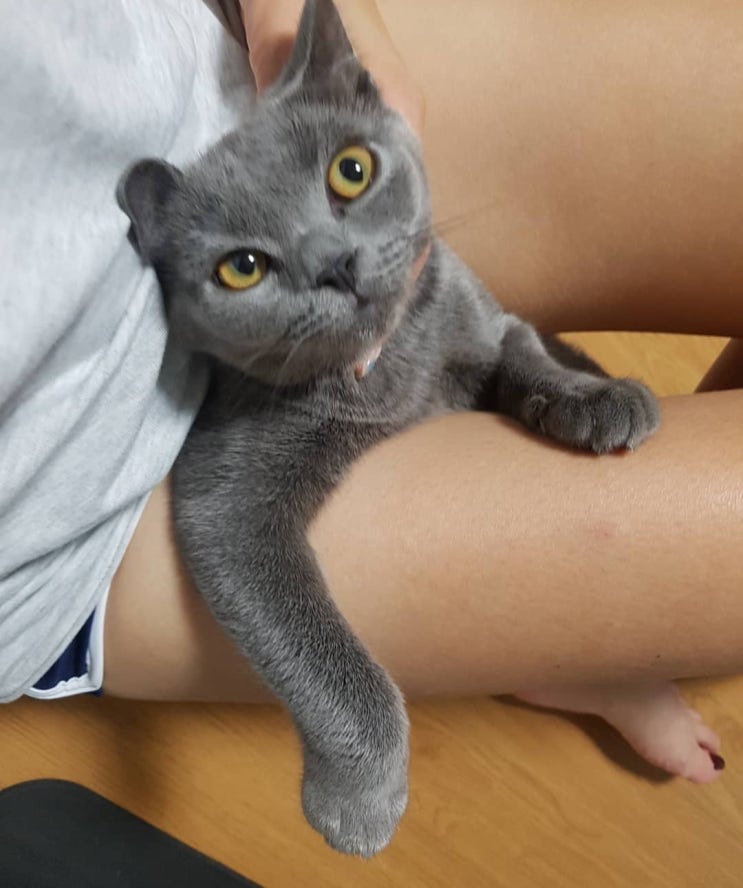  [리뷰] 나두 고양이 키우고 싶다구 