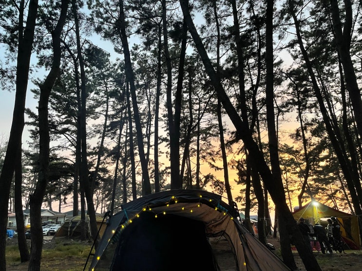  [내돈내산] 서해안 차박, 예약 없는 바다 앞 캠핑장 : 춘장대 솔내음 야영장(캠핑장)