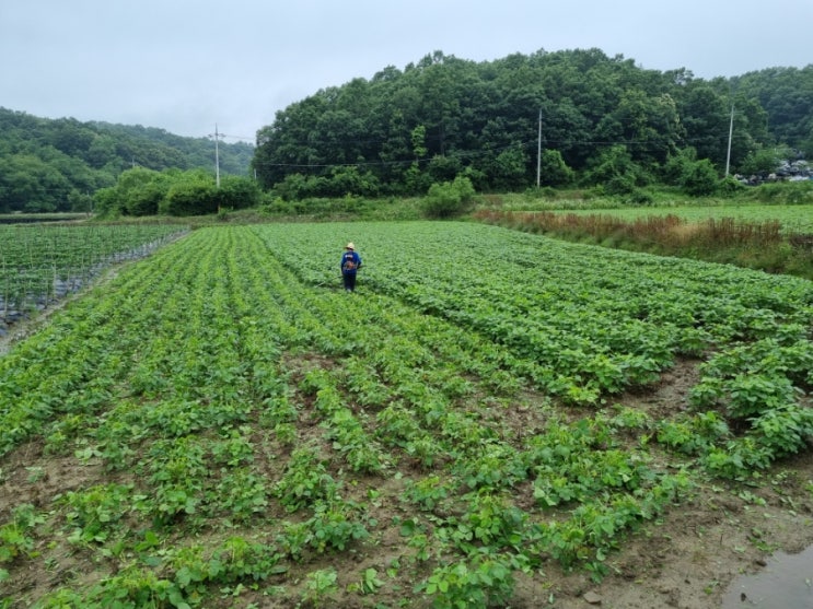  서리태 콩 농사 콩순치기 순지르기 작업