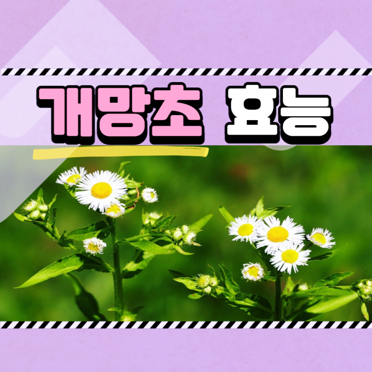 개망초꽃 잡초가 아닌 해독에 좋은 개망초 효능 및 부작용 개망초꽃 잡초가 아닌 해독에 좋은 개망초 효능 및 부작용