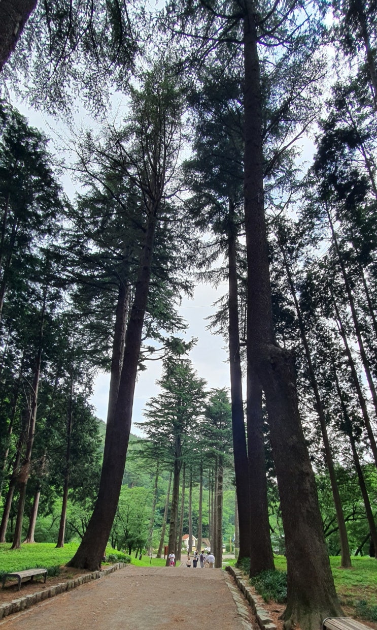  법기수원지 비경(祕境)- 칠형제반송과 개잎갈나무(히말라야시다)