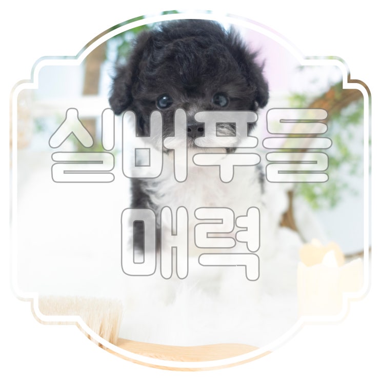  실버 토이 푸들 외모. 성격. 크기. 장점. 단점. 모두 파해쳐보자~!!