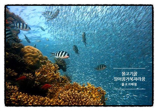  물고기나오는꿈 자라거북을보는꿈 잉어를보는꿈 어항에물고기꿈 물고기태몽 물고기선물로받는꿈