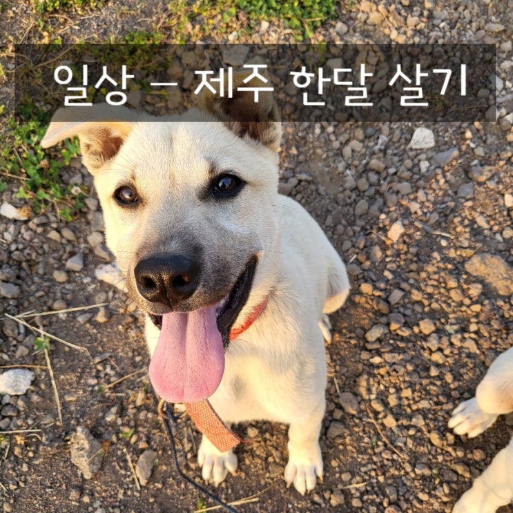 제주한달살기 - 떠나요~제주도~
