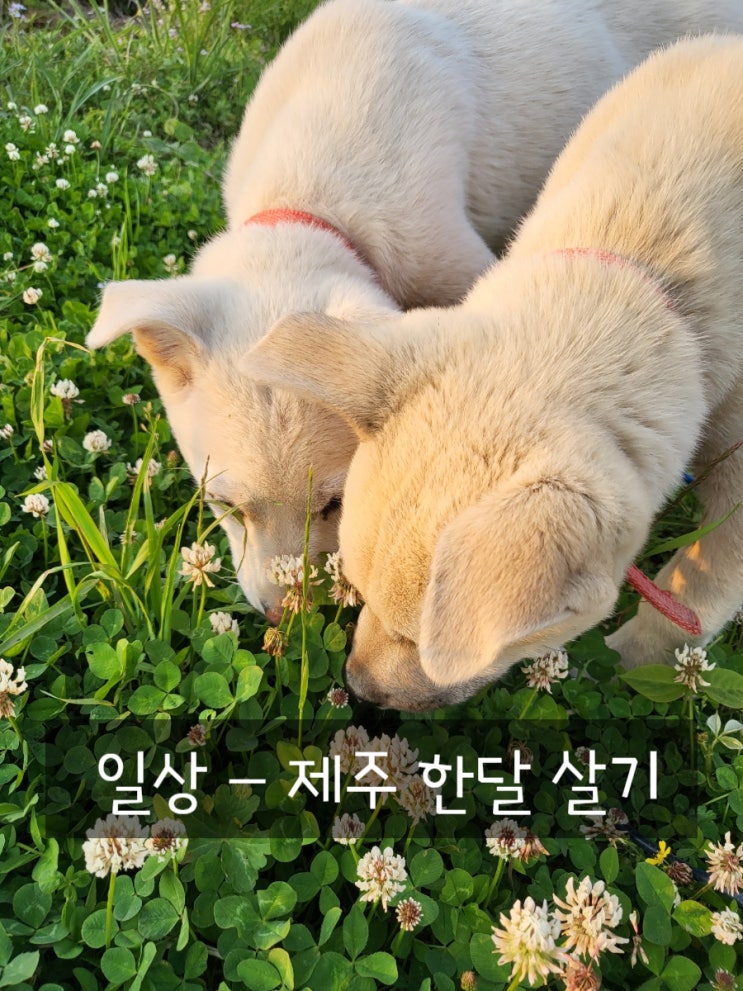 제주한달살기 2주차 일상