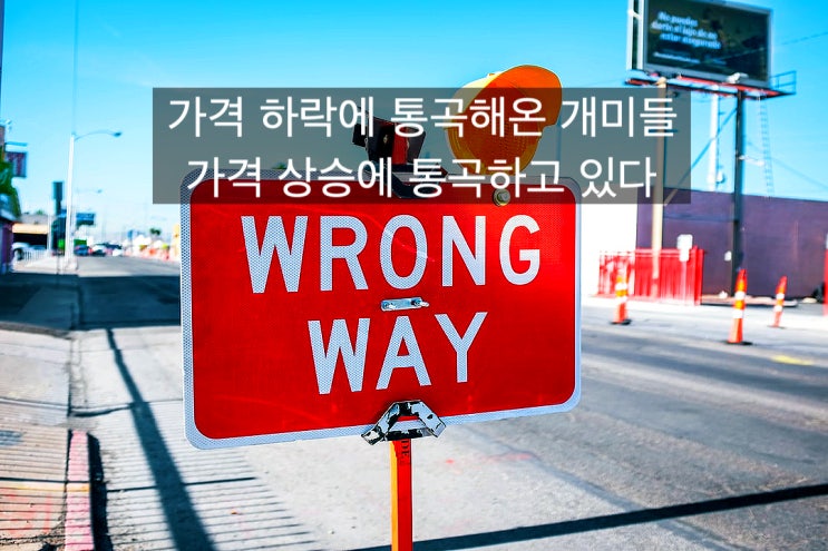  [선물옵션늬우스] 결국 가격 하락에 통곡해온 개미들 가격 상승에 통곡하고 있다