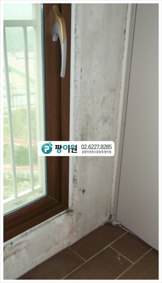  신축 아파트 벽 곰팡이제거 후 포자 살균!