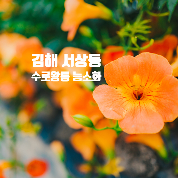  김해 수로왕릉 능소화