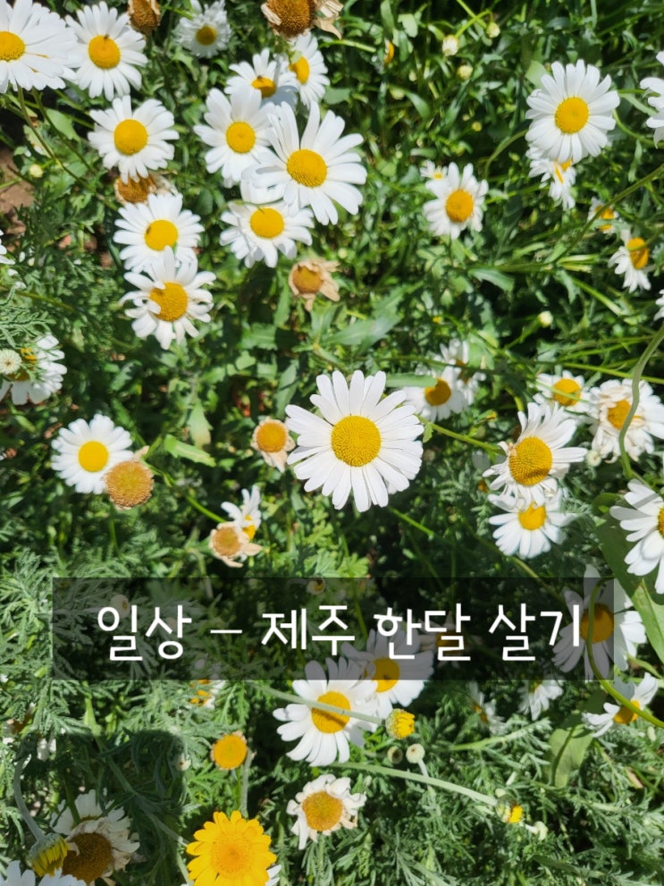  제주도 한달 살기 -20220513,14,15