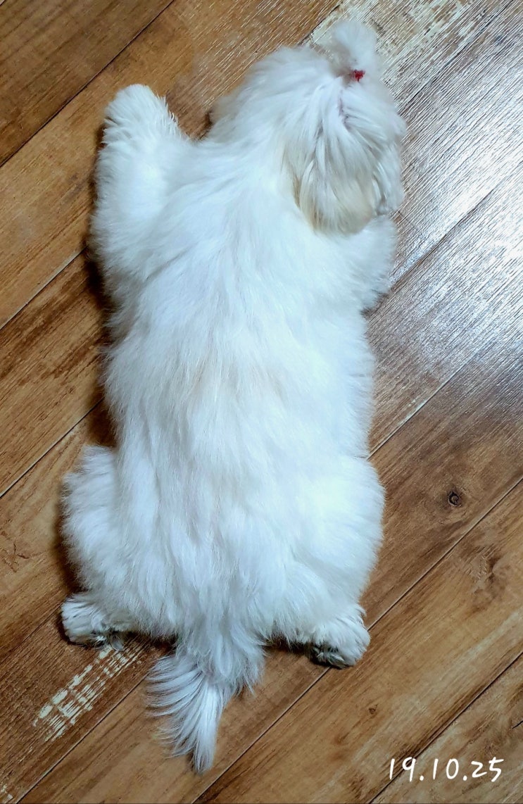  ※주의※ 대걸레 아님