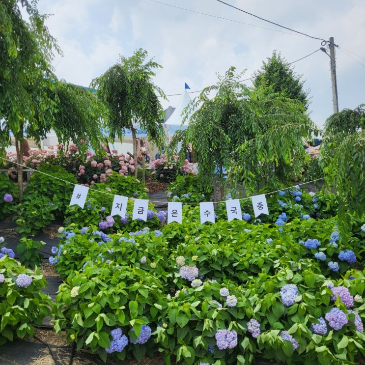 공주 1박 2일 여행 : 옛날 손 칼국수, 공주 유규 색동수국정원, 미르섬, 마세오른, 에어산, 하루 한옥, 공산성, 베이커리 밤마을