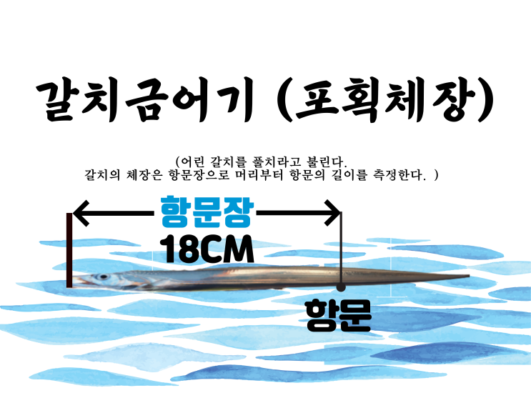 바다낚시 금어기 시작(갈치 7월 1일부터 7월 31일)