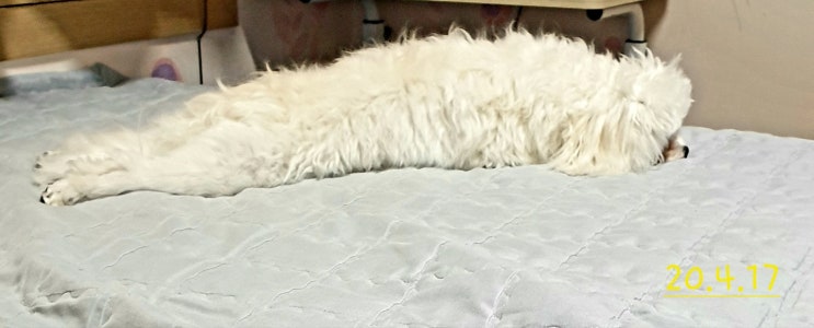  왕 새우튀김