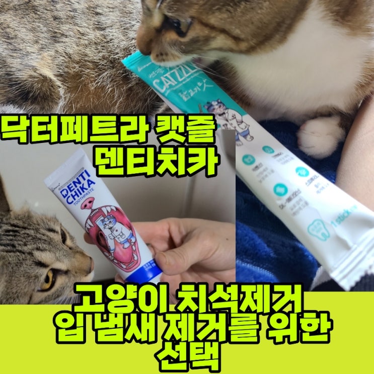 고양이 치석제거 입 냄새 2가지 한 번에 해결했어요