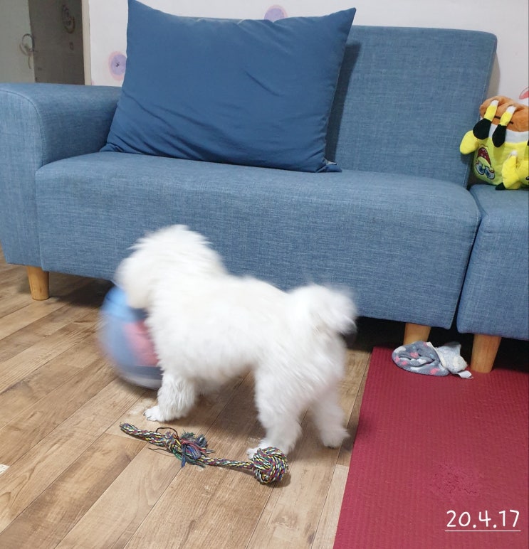  숨겨진 간식 찾기
