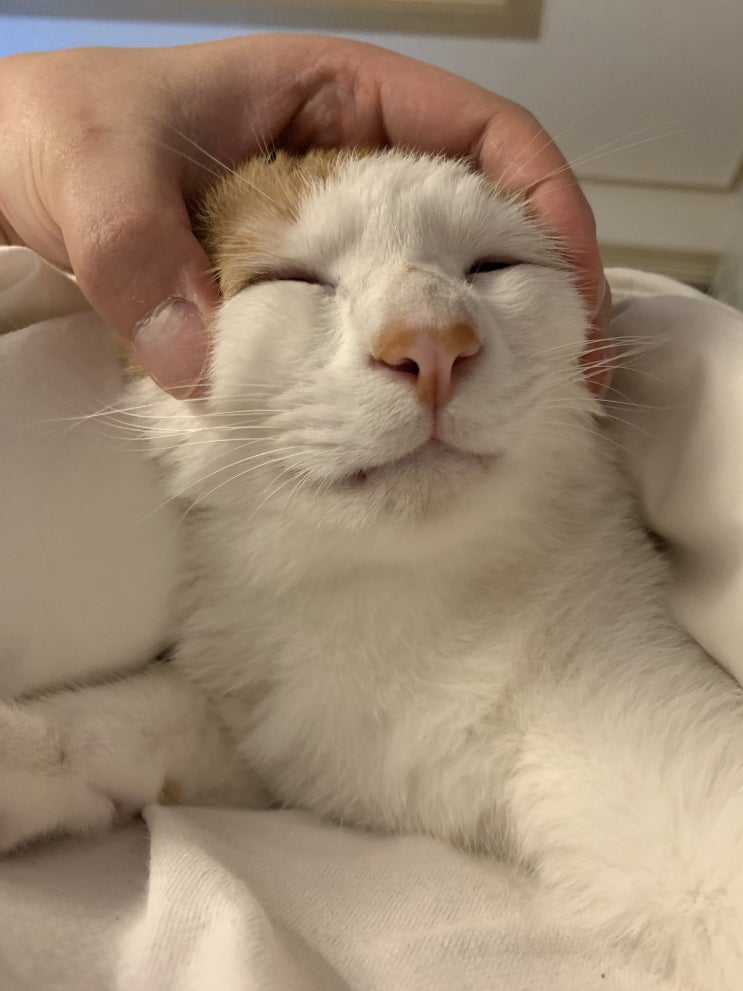  [고양이 관찰일지] 이놈 이 자식 김애옹 2021/04/22