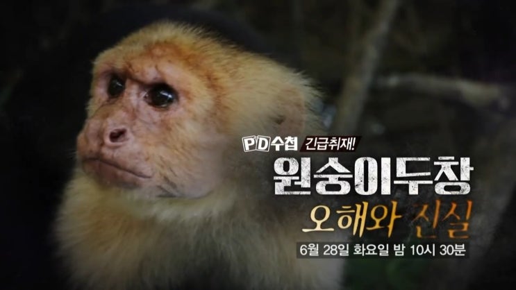 원숭이두창 감염경로 동성애 게이 증상 안전할까 진실은 PD수첩 원숭이두창 감염경로 동성애 게이 증상 안전할까 진실은 PD수첩