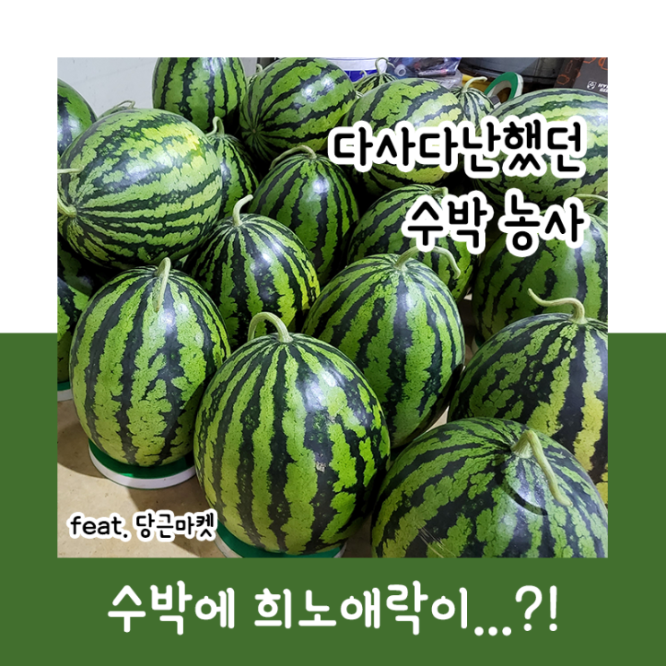  다사다난했던 수박 농사 feat. 당근 마켓