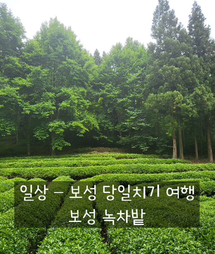 보성 당일치기 여행 (2) / 대한 다원 보성 녹차밭, 초록잎이 펼쳐지는 세상 카페
